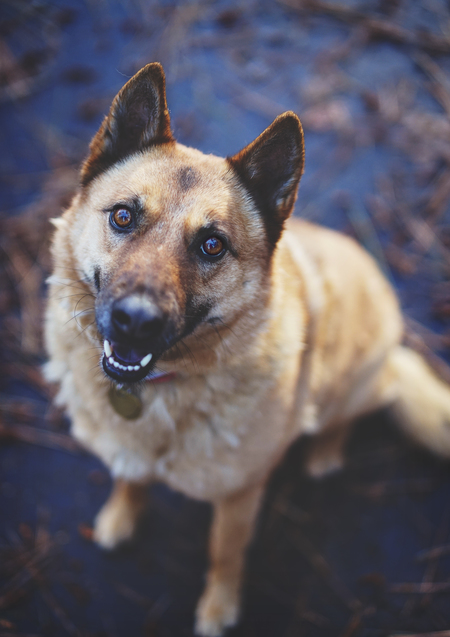 Entry image for Lily. Clicking this image will show a larger photo