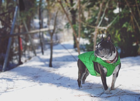 Entry image for Sam. Clicking this image will show a larger photo