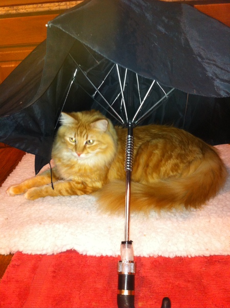 Entry image for Toby. Clicking this image will show a larger photo