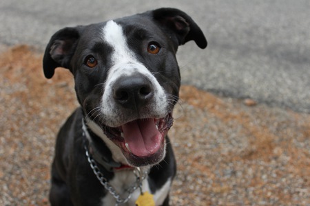 Entry image for Elroy . Clicking this image will show a larger photo