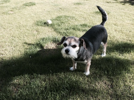 Entry image for Beatle. Clicking this image will show a larger photo