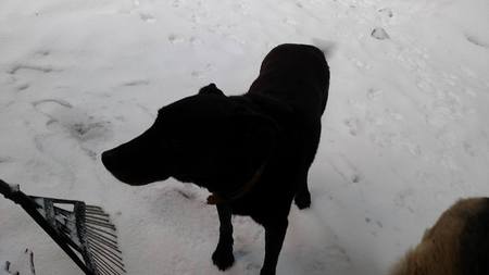 Entry image for Opie. Clicking this image will show a larger photo