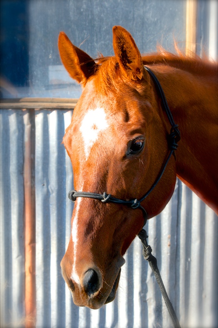 Entry image for Colonel JFK Freckles. Clicking this image will show a larger photo