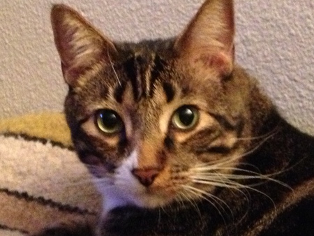 Entry image for Bash. Clicking this image will show a larger photo