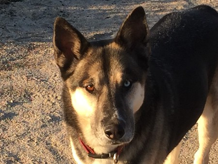 Entry image for Dukie. Clicking this image will show a larger photo