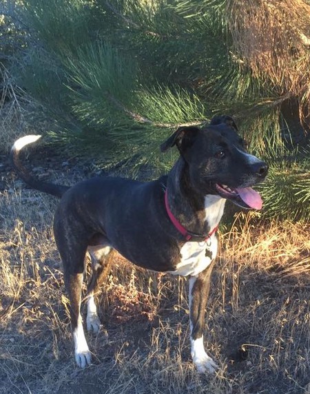 Entry image for Boots. Clicking this image will show a larger photo