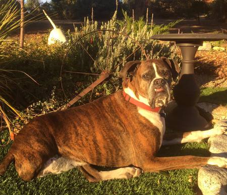 Entry image for Tyson. Clicking this image will show a larger photo