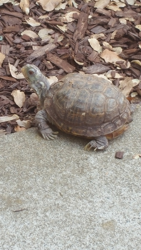 Entry image for Ellie Belly. Clicking this image will show a larger photo