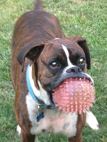 Entry image for Tyson. Clicking this image will show a larger photo