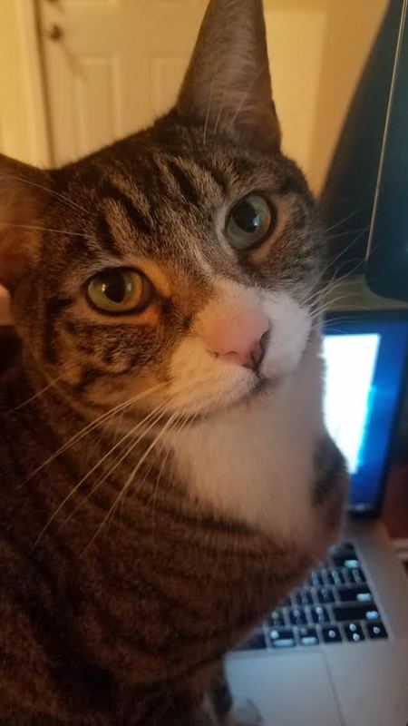 Entry image for Ra. Clicking this image will show a larger photo