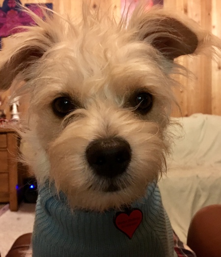 Entry image for Buster. Clicking this image will show a larger photo