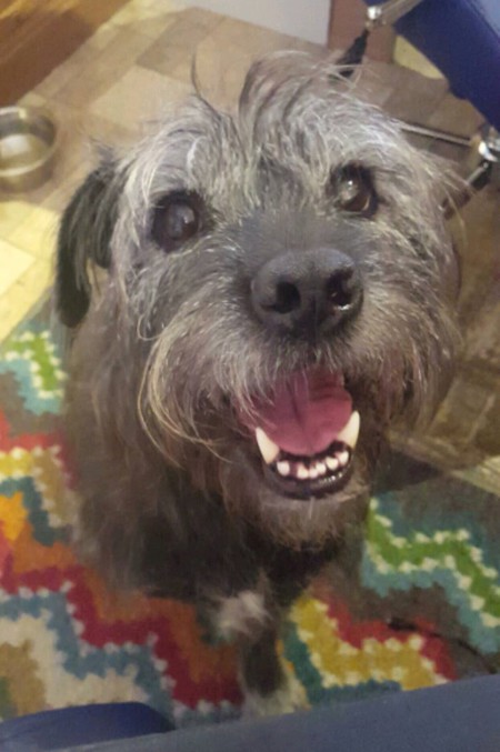 Entry image for Piper. Clicking this image will show a larger photo