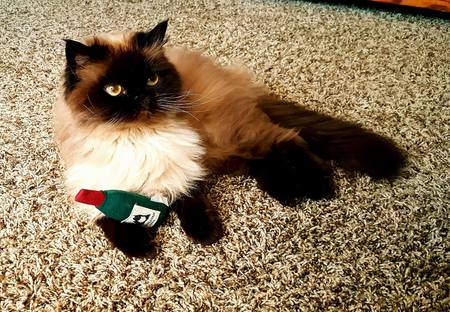 Entry image for Polly. Clicking this image will show a larger photo