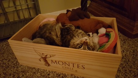 Entry image for Penelope. Clicking this image will show a larger photo