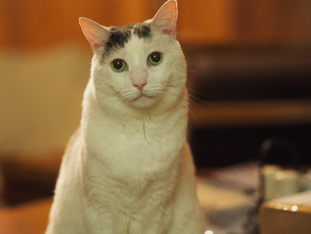 Entry image for Riddle. Clicking this image will show a larger photo