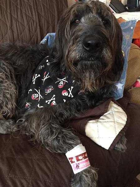 Entry image for Bailey. Clicking this image will show a larger photo