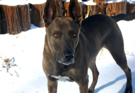 Entry image for Chisel. Clicking this image will show a larger photo