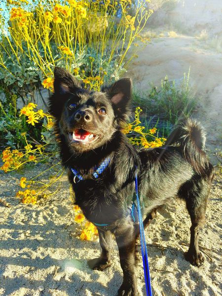 Entry image for Duncan. Clicking this image will show a larger photo