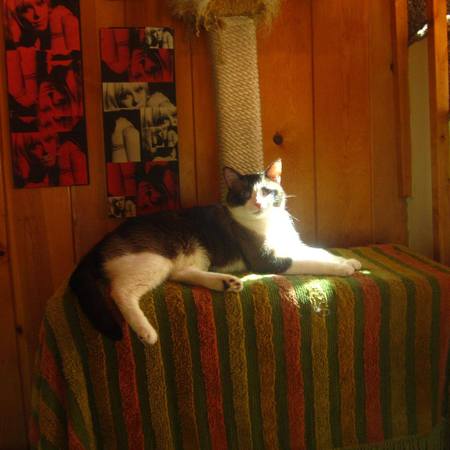 Entry image for Roky Erickson. Clicking this image will show a larger photo