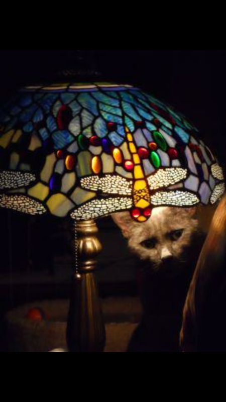 Entry image for Abby Normal. Clicking this image will show a larger photo