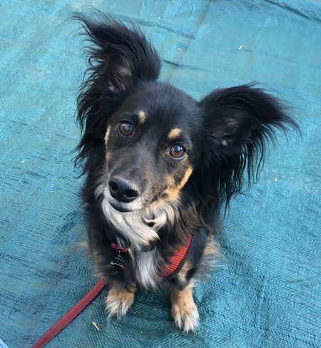 Entry image for Stoli O’Rocks. Clicking this image will show a larger photo