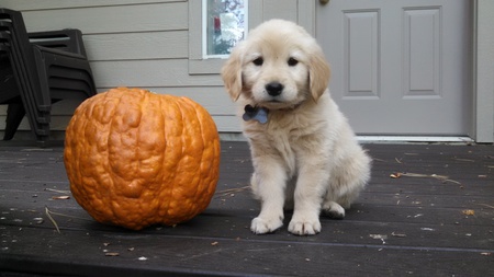 Entry image for Lily Kopa. Clicking this image will show a larger photo