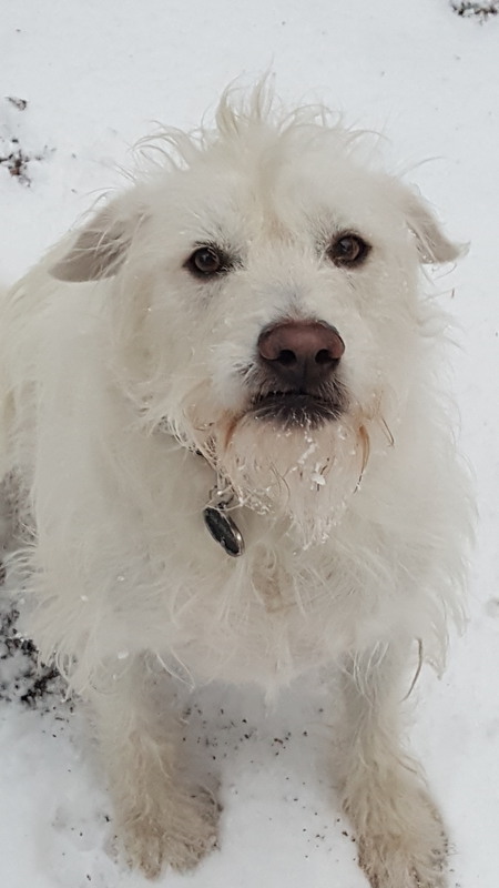 Entry image for Bravo. Clicking this image will show a larger photo