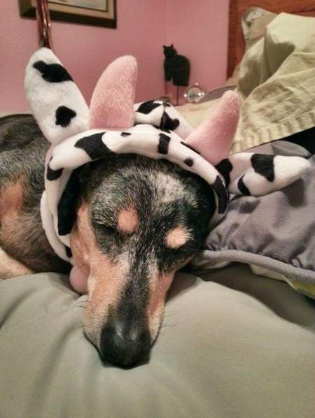 Entry image for Horatio. Clicking this image will show a larger photo