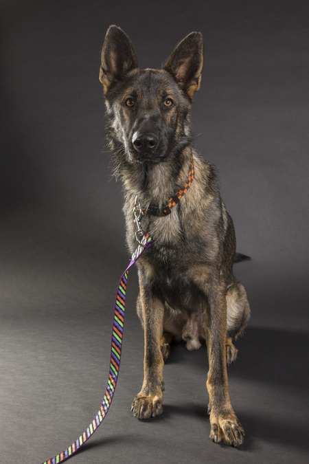 Entry image for Maverick. Clicking this image will show a larger photo