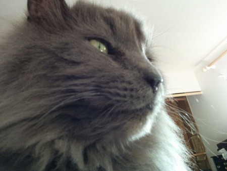 Entry image for Smokey. Clicking this image will show a larger photo