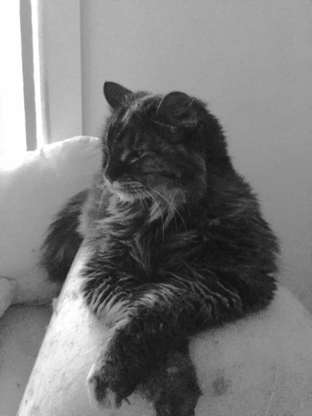 Entry image for Angel. Clicking this image will show a larger photo