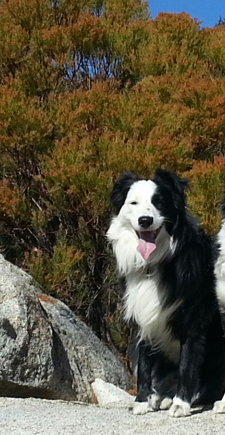 Entry image for Pride. Clicking this image will show a larger photo