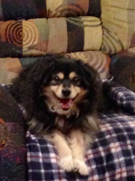 Entry image for Bailey. Clicking this image will show a larger photo