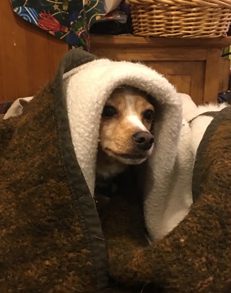 Entry image for Jack. Clicking this image will show a larger photo