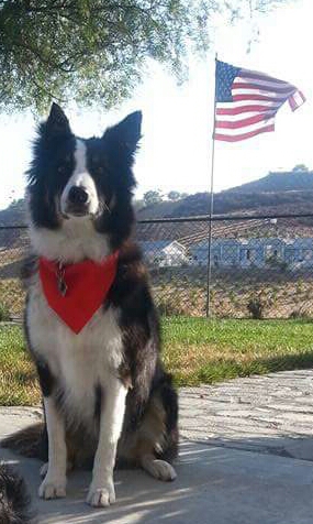 Entry image for Gibbs. Clicking this image will show a larger photo