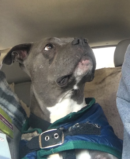 Entry image for Mustang Sally. Clicking this image will show a larger photo