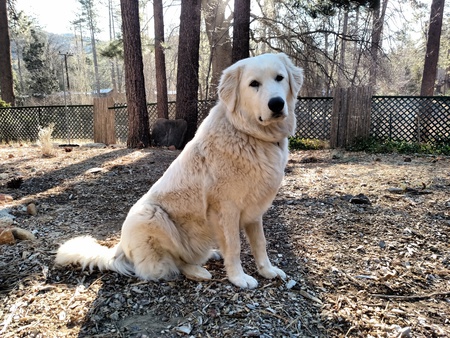 Entry image for Tigger. Clicking this image will show a larger photo