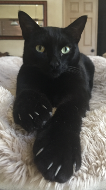 Entry image for Hershey. Clicking this image will show a larger photo