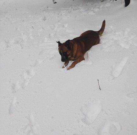 Entry image for Trooper. Clicking this image will show a larger photo