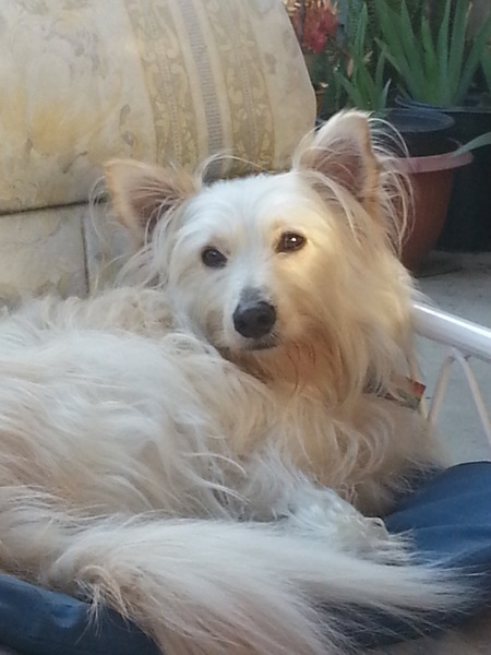 Entry image for Sherman. Clicking this image will show a larger photo