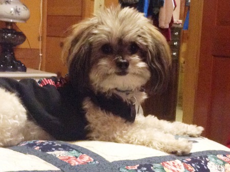 Entry image for  Patchouli (AKA "Patches"). Clicking this image will show a larger photo