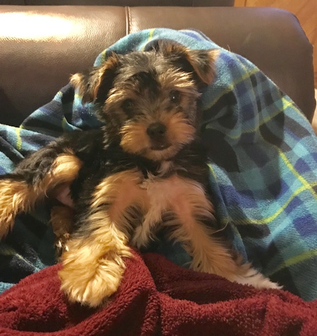 Bella