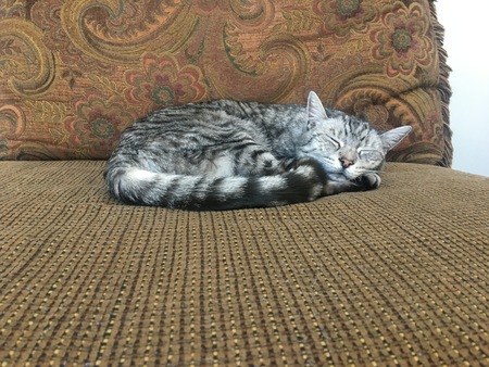 Sterling Aliouiscious Del Gato