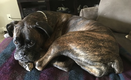 Nala