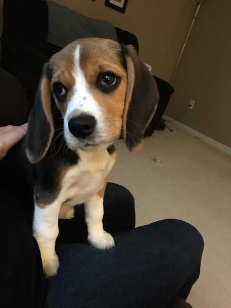Lulu