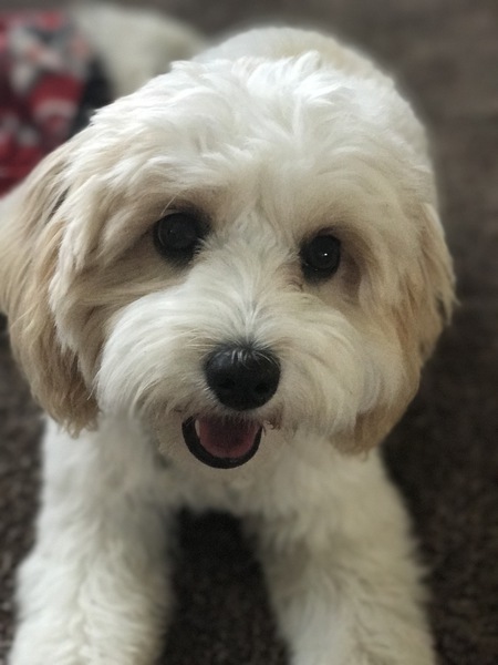 Bella
