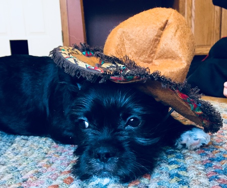 Stuart (the not so hole-y dog)
