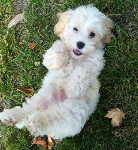 Teddy