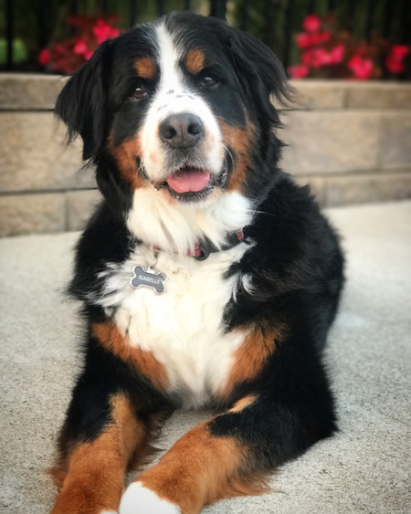 Isabelle