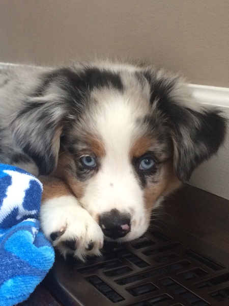 Cooper